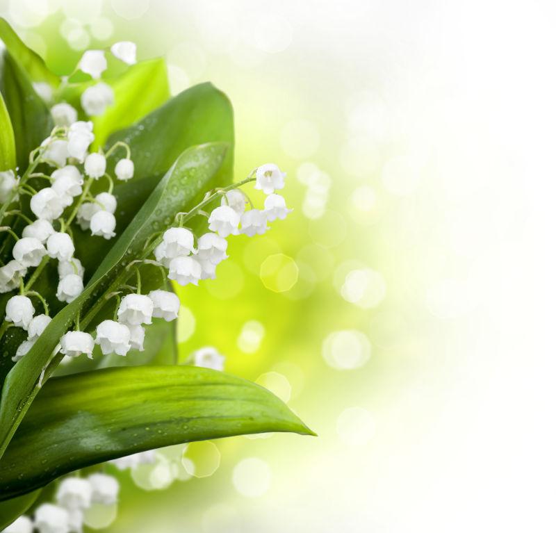 美丽梦幻的铃兰花