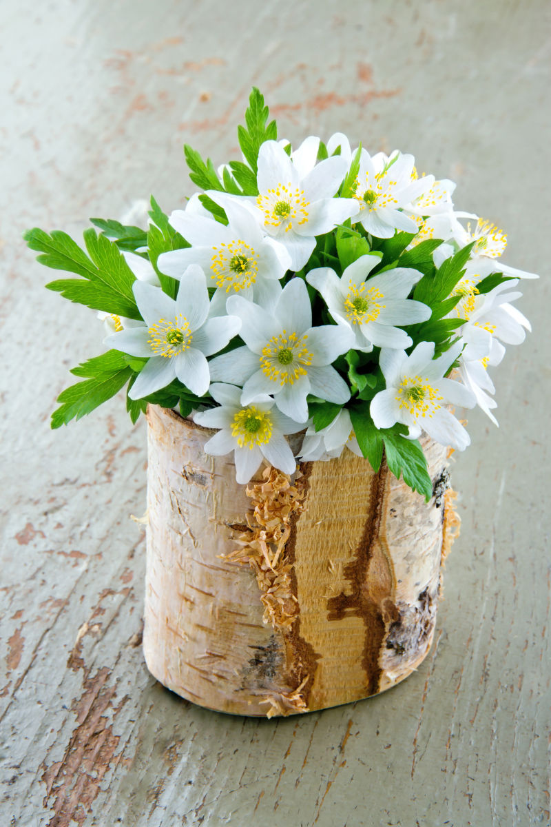 木桩里的美丽的白色小花