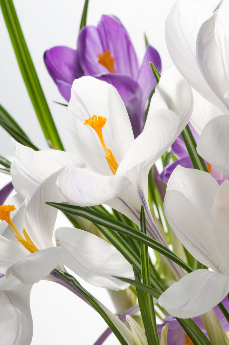 白色和紫色花朵