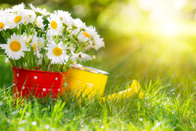 草地上的喷壶和花盆