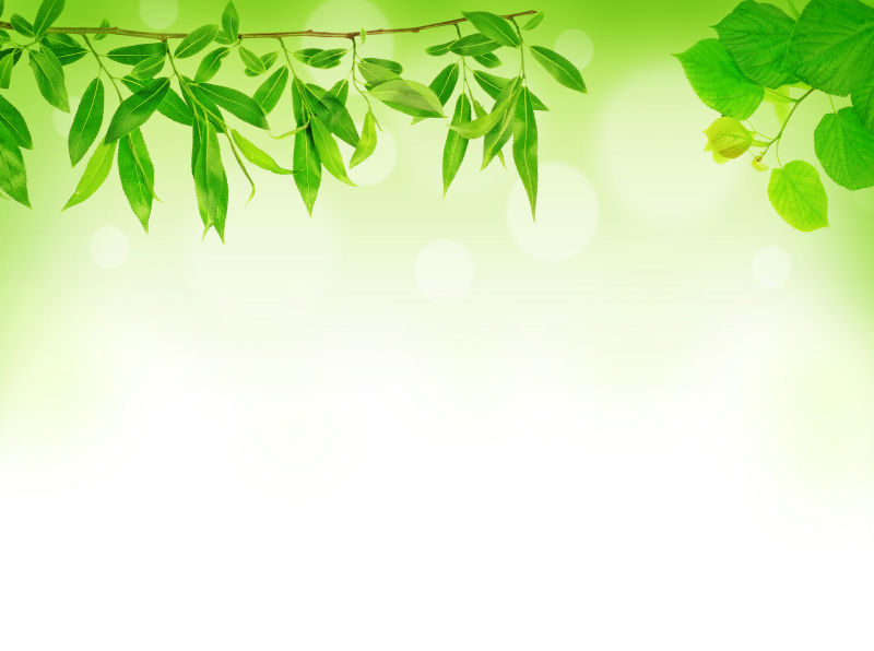 绿色植物和叶子图片 模糊背景中的绿色植物和叶子素材 高清图片 摄影照片 寻图免费打包下载