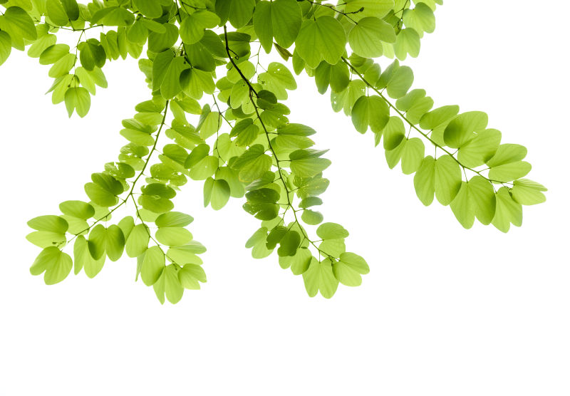 白色背景中的鲍希尼亚绿叶