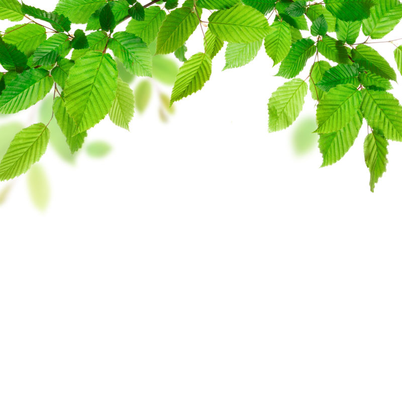 绿色植物图片 白色背景中绿色植物素材 高清图片 摄影照片 寻图免费打包下载