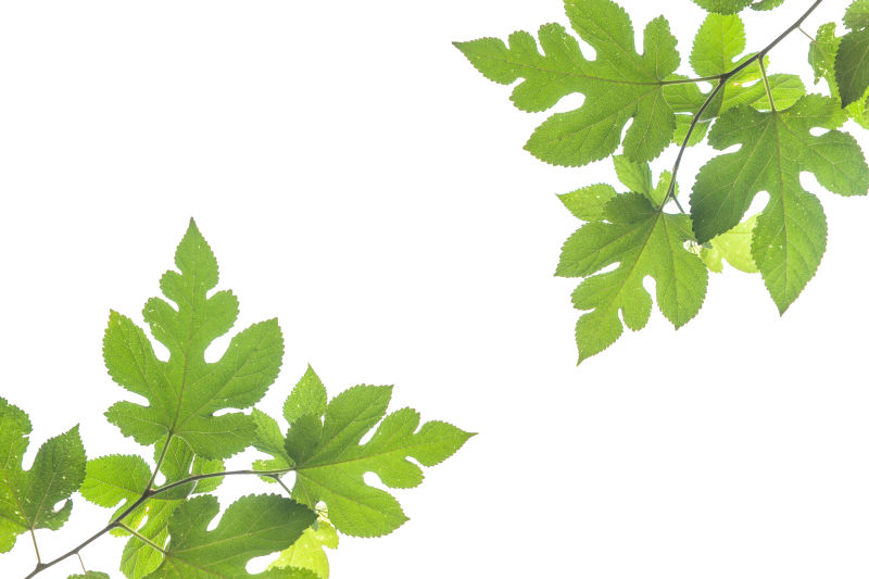 绿色植物图片 白色背景中绿色植物素材 高清图片 摄影照片 寻图免费打包下载