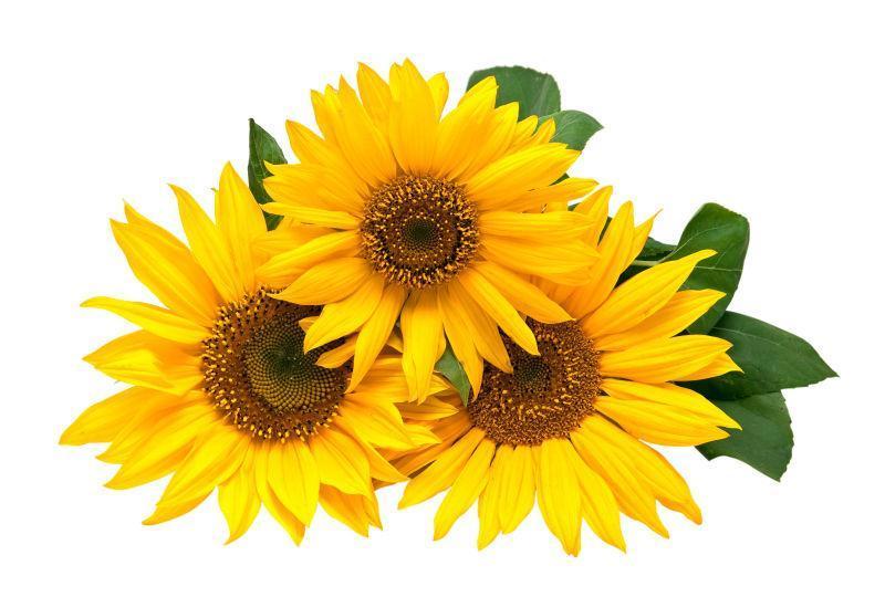 黄色向日葵图片 三朵鲜艳的黄色向日葵素材 高清图片 摄影照片 寻图免费打包下载