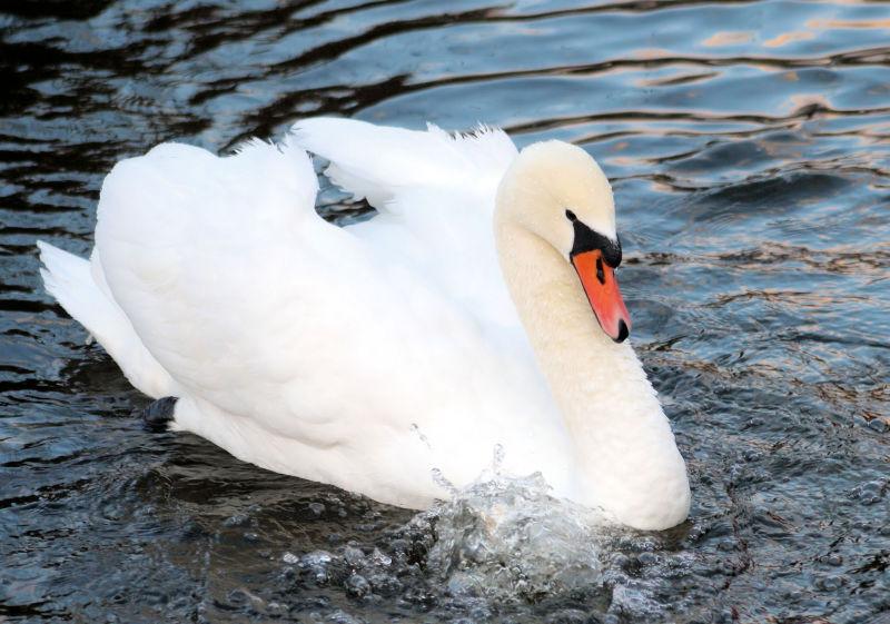 白色的天鹅漂浮在蓝色的水面上