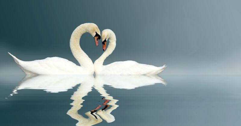 洁白的两只天鹅