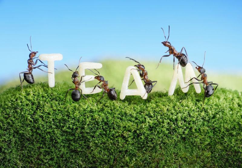 概念构建蚂蚁团队