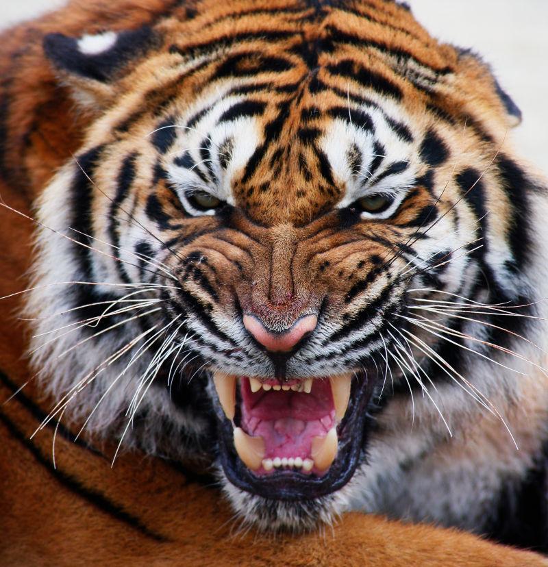 老虎的照片凶狠图片