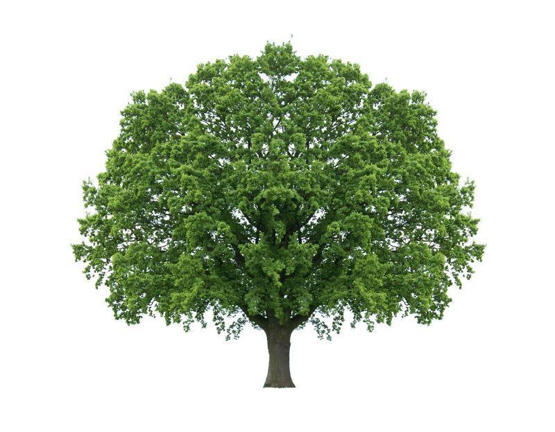 一棵孤独是参天大树