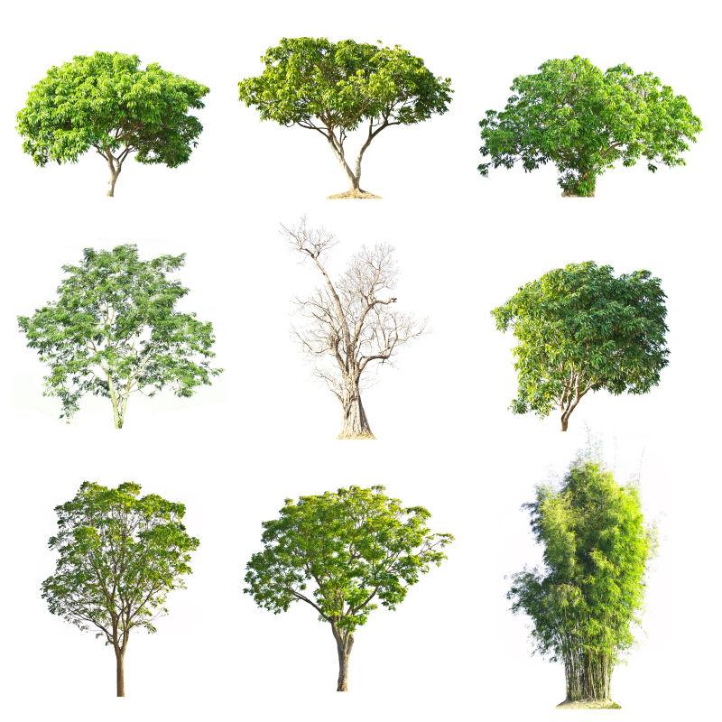 白背景中的各种不同种类的树