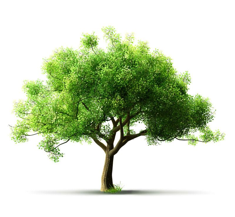 白色背景上的绿色茂盛树木