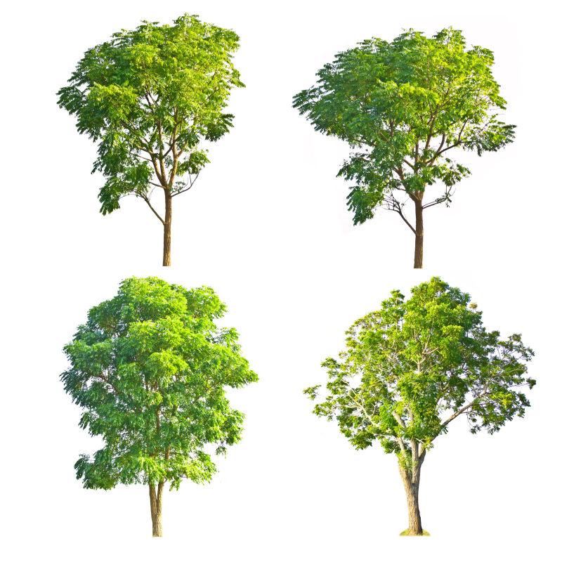 白背景中的绿色树