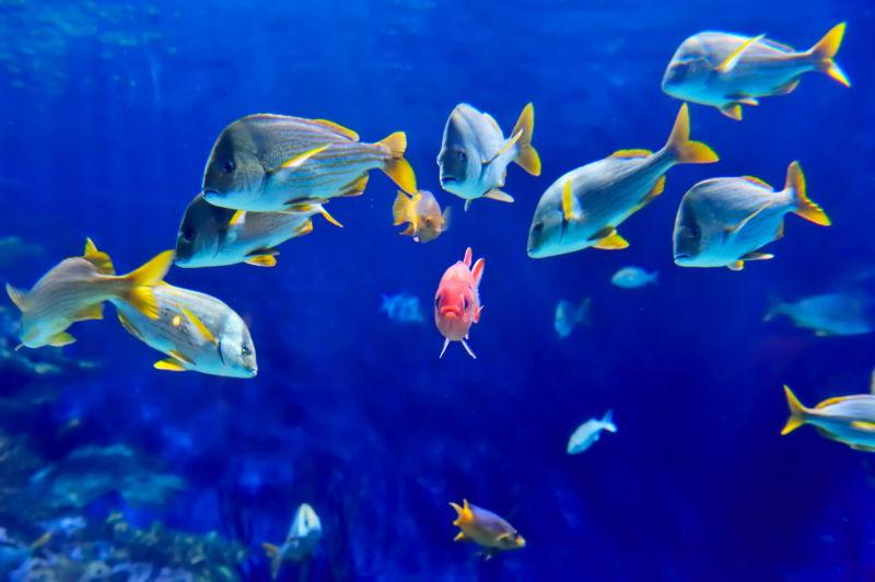 深海中的热带鱼