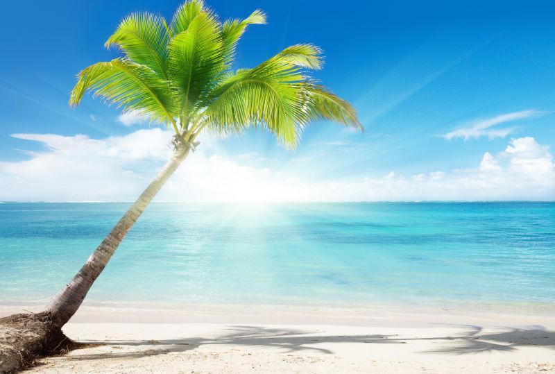 日落海滩上的椰子树