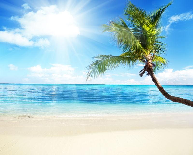 阳光明媚海滩上的椰子树