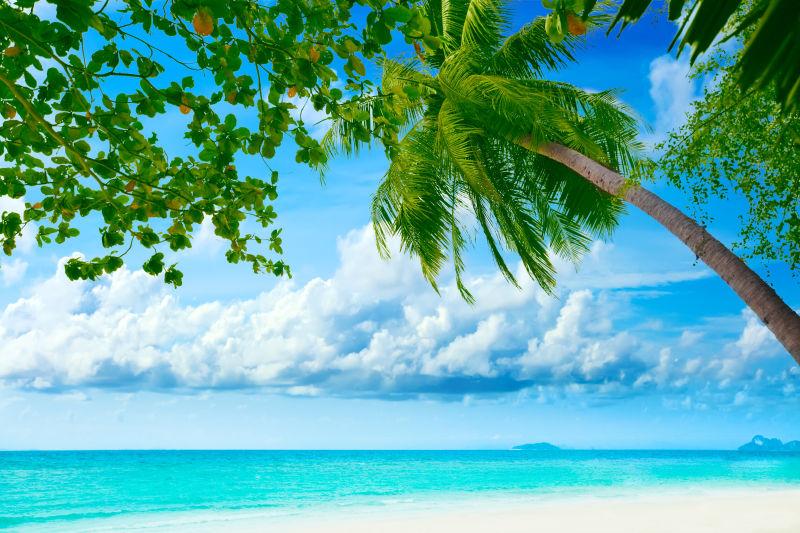 热带海滩上的椰子树