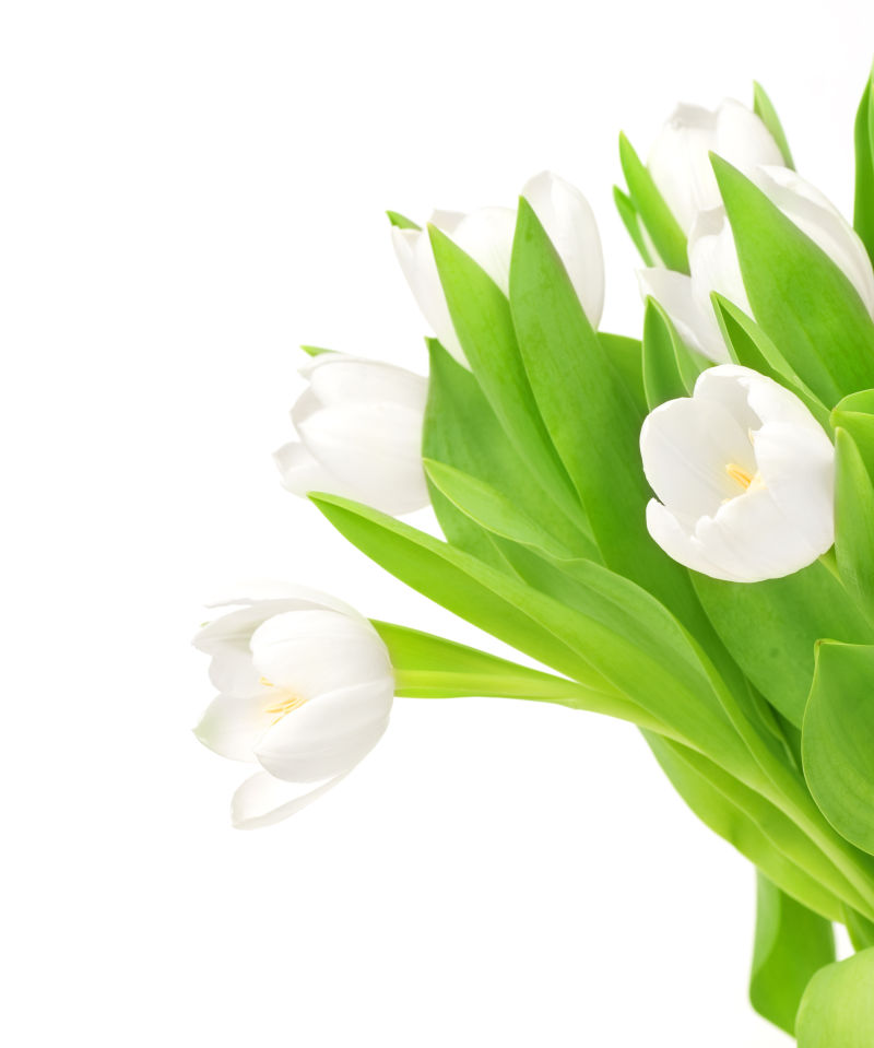 美丽的白郁金香