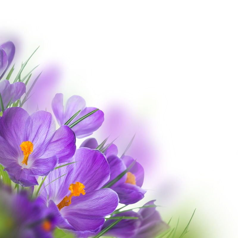花图片 紫色的花素材 高清图片 摄影照片 寻图免费打包下载