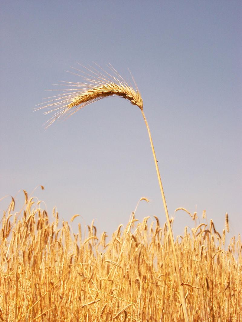 自然天气下的田地里的金色小麦