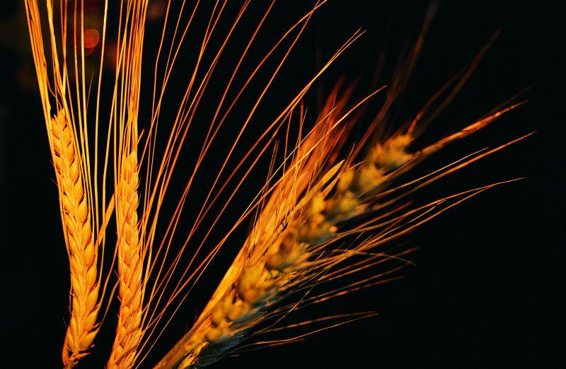 黑色背景下成熟的麦穗