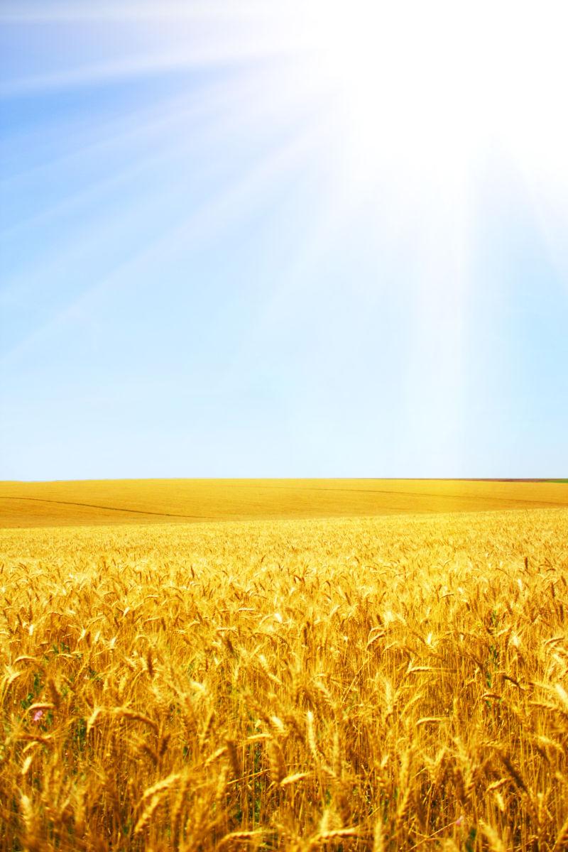 夏日阳光照射下的金黄色的麦田