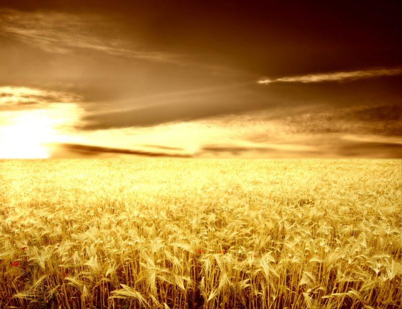 夕阳下的金黄色的丰收的麦田