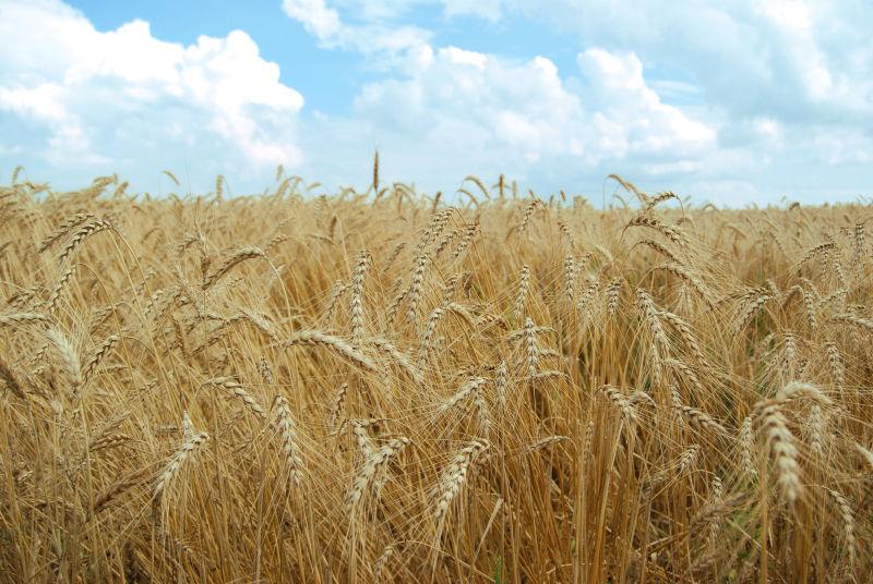 蓝天白云下的金色麦田