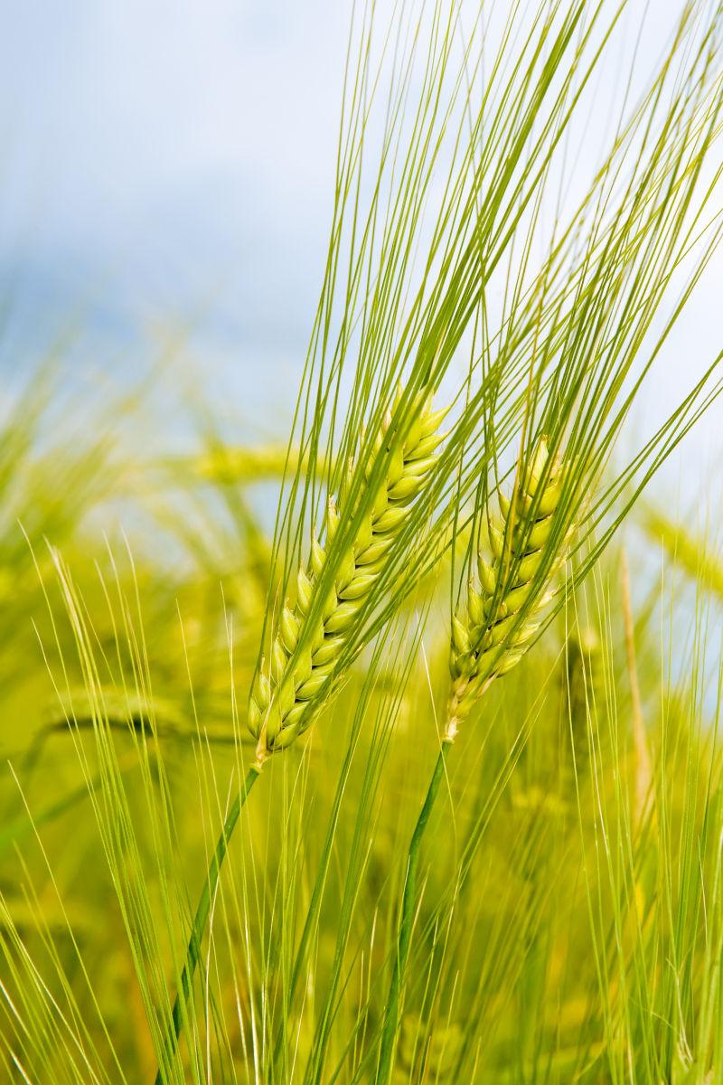 蔚蓝的天空下的一缕黑麦