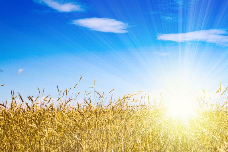 阳光灿烂的阳光下的小麦田