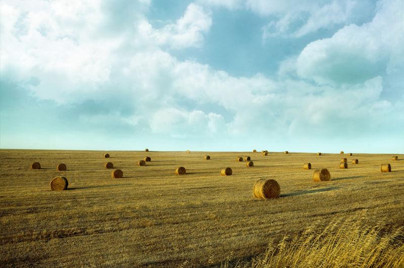 秋季正在丰收的金色麦田