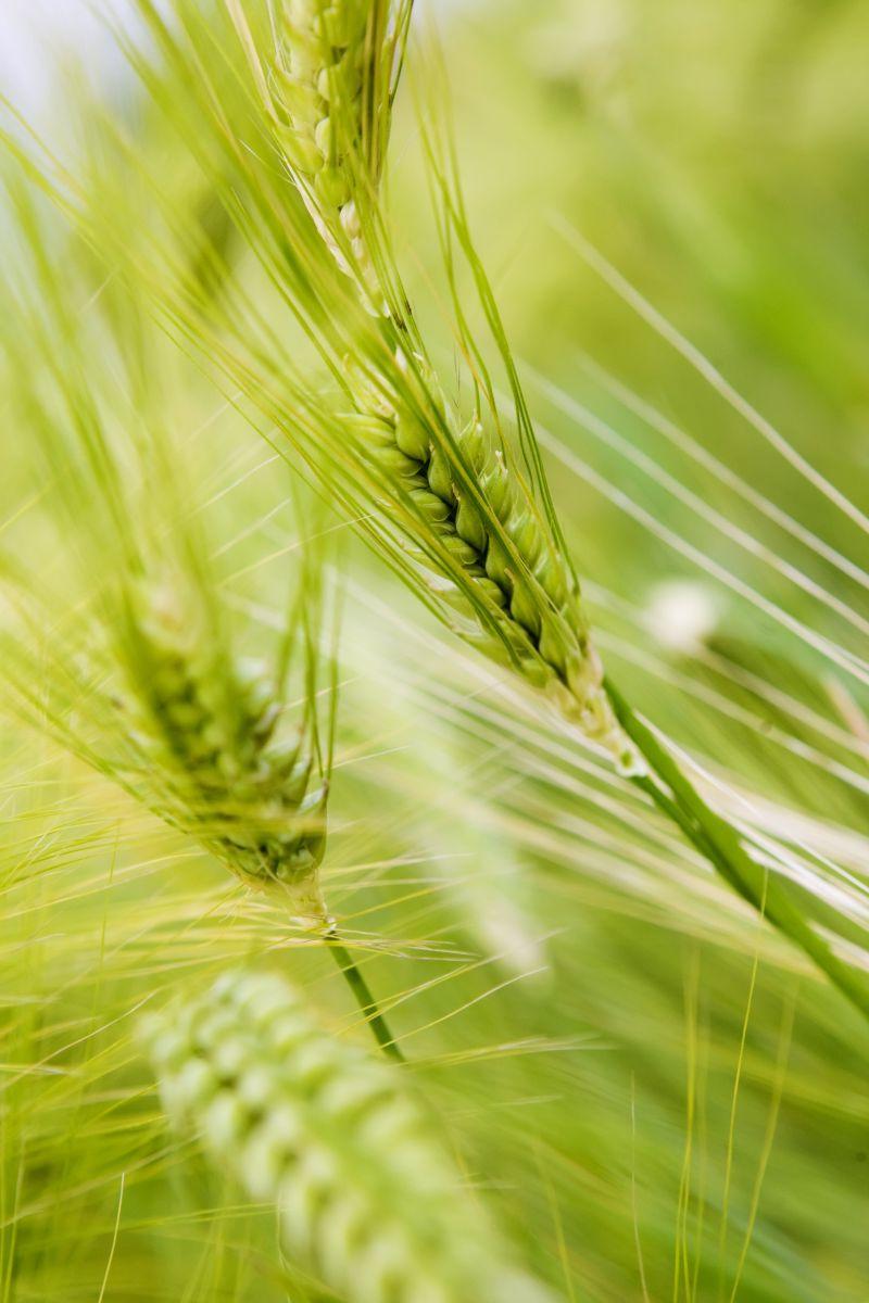 生动的黑麦特写背景