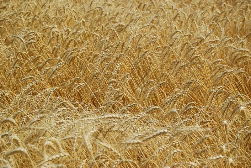 风中摇曳的金色麦田