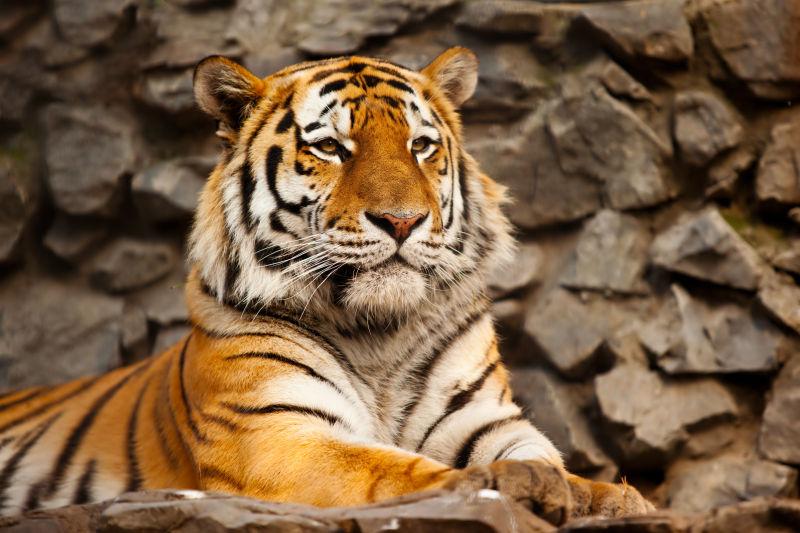 户外自然环境下拥有邪恶脸的东北虎