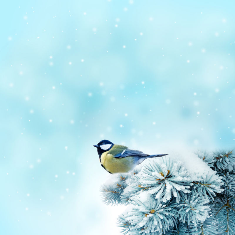 雪枝上的山雀