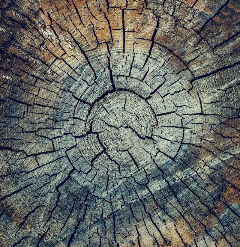 有裂纹的老旧木头切面纹理背景