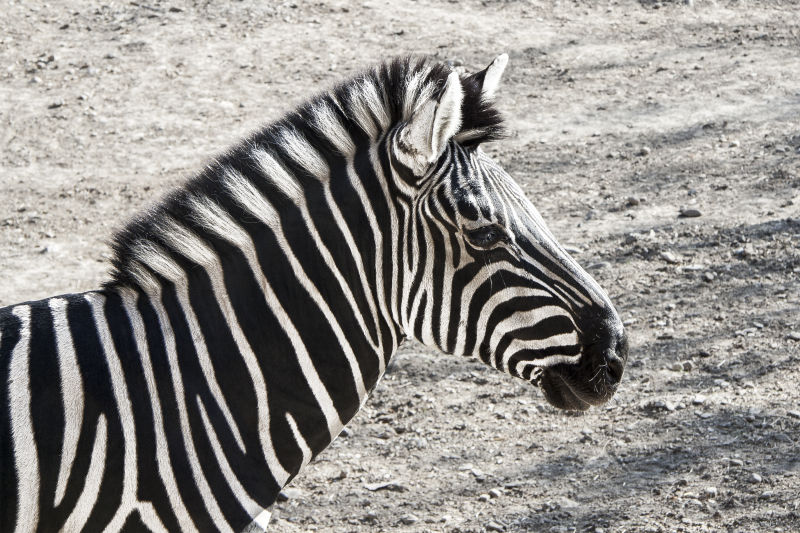 黑白相间的斑马