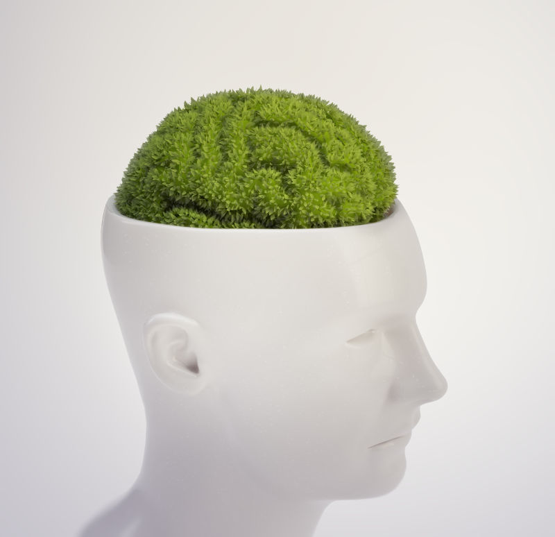 形状像人脑的植物