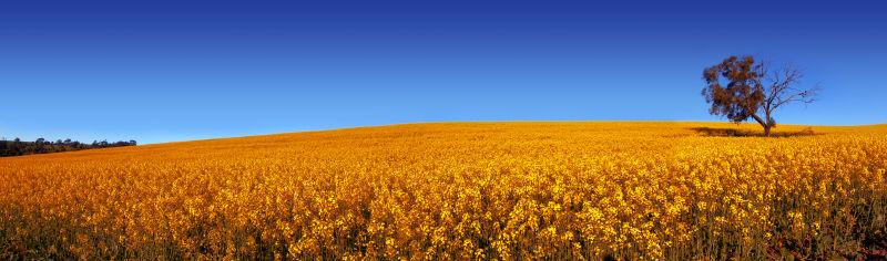 南澳大利亚农村田野