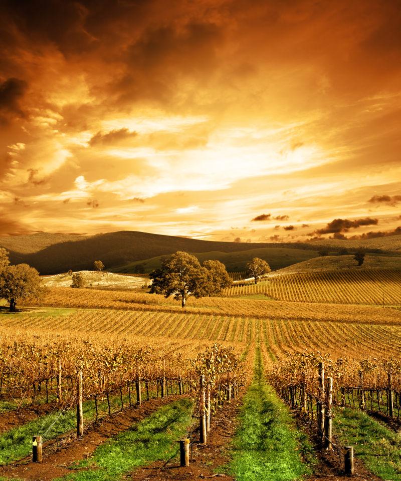 葡萄园秋日落日