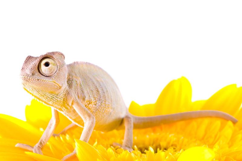 花朵上的变色龙