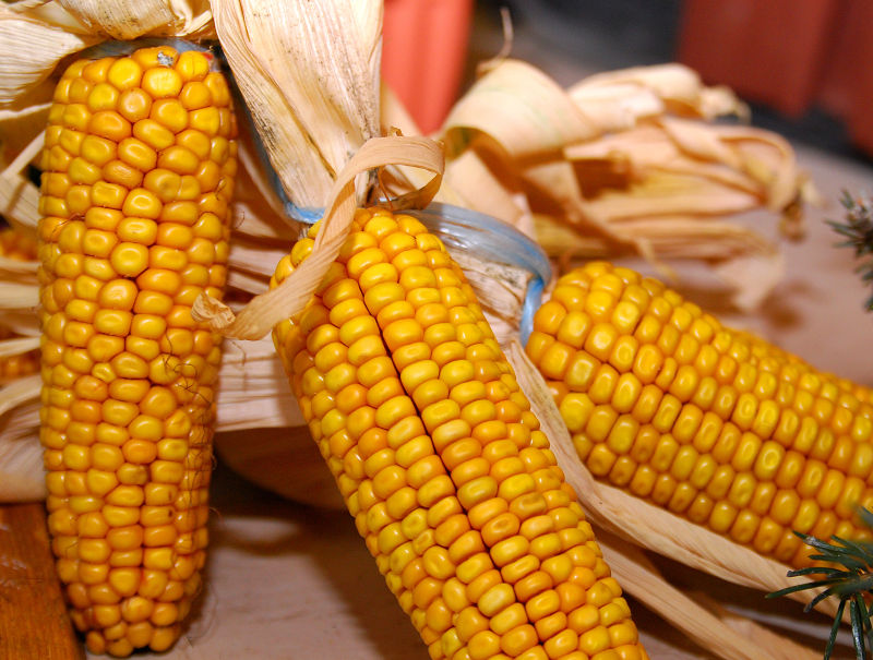 晒干的金色玉米