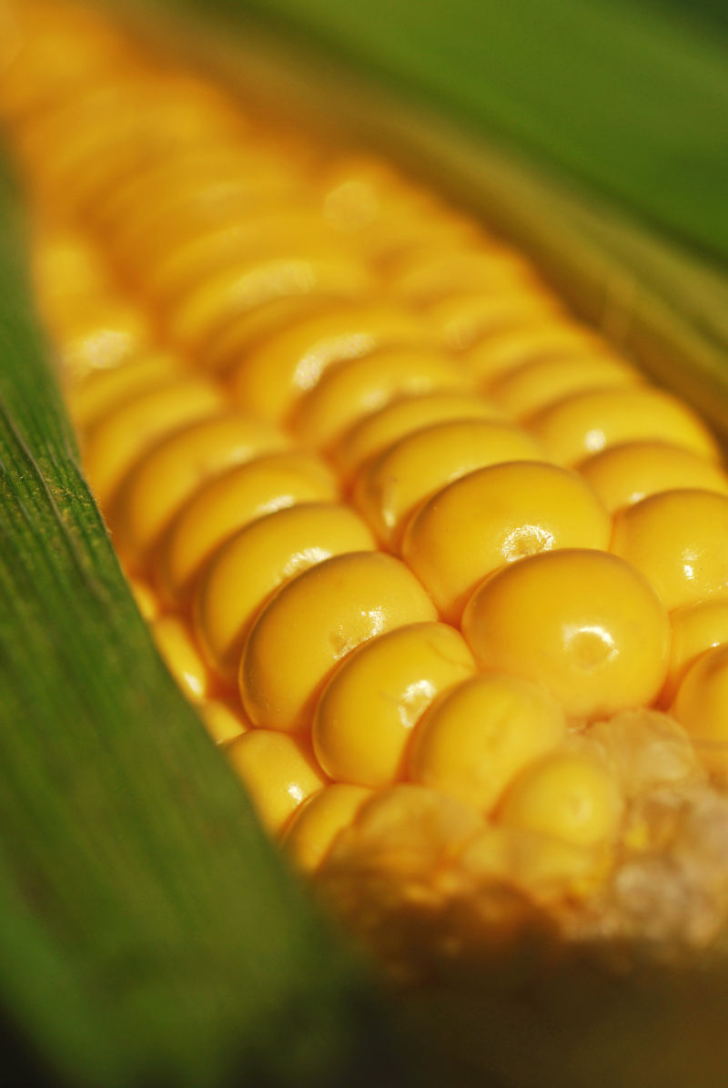 颗粒饱满的玉米