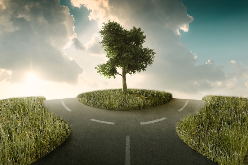 乡间景观中的树木分岔