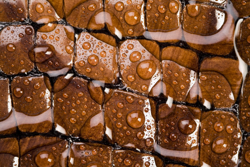 鳄鱼皮背景的皮革纹理