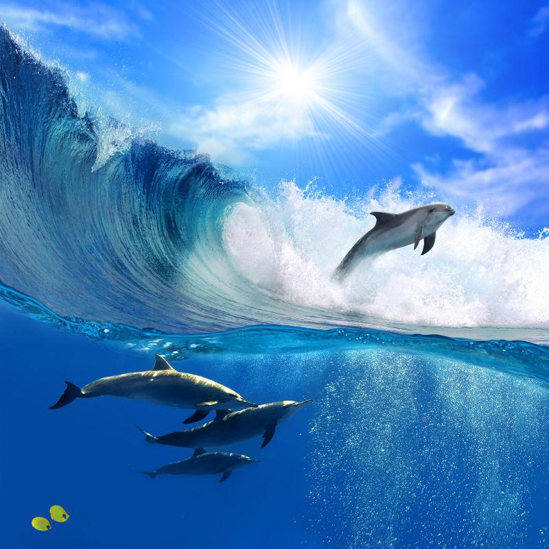 一群嬉戏的海豚在水下游泳
