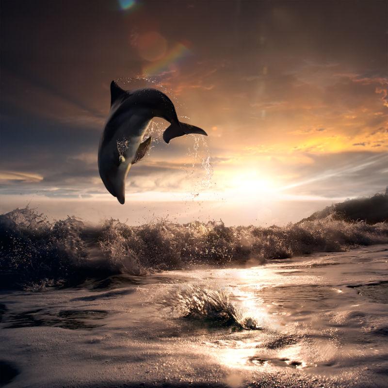 美丽的海豚在日落时分从水中跳下