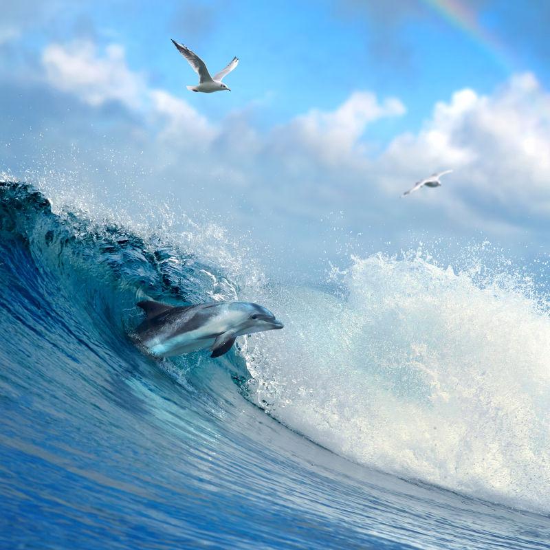 海浪嬉戏的海豚从破海浪中跳出来