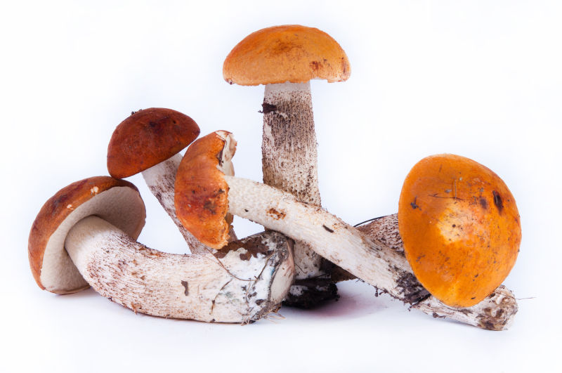 白色背景的新鲜的蘑菇