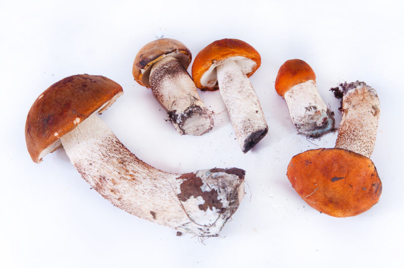 白色背景前大小不一新鲜蘑菇
